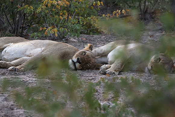 Ongava Private Reserve