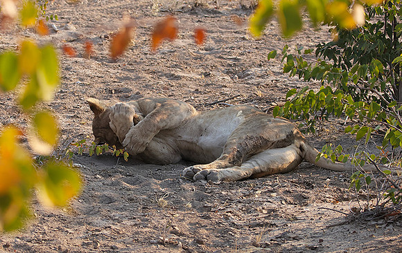 Ongava Private Reserve