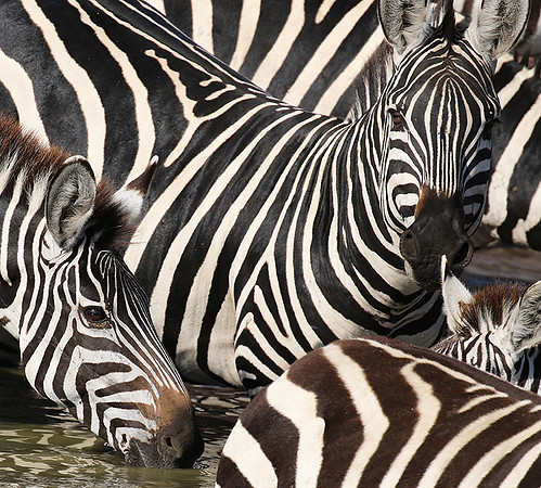 Serengeti - Grumeti Private Reserve