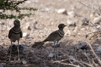 Double-banded courser - Tau Pan