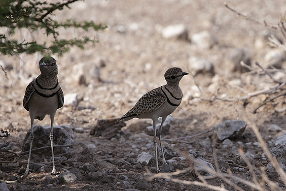 Double-banded courser - Tau Pan