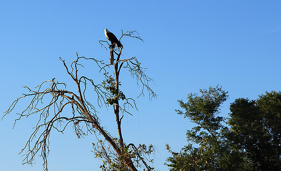 Delta of Okavango
