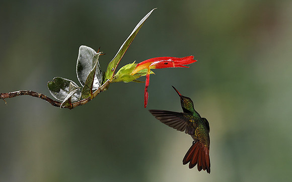 Rufus-tailed