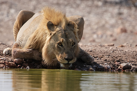 Ongava Private Reserve