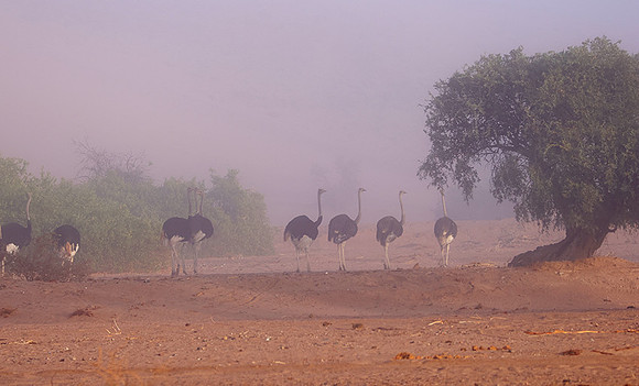 Damaraland