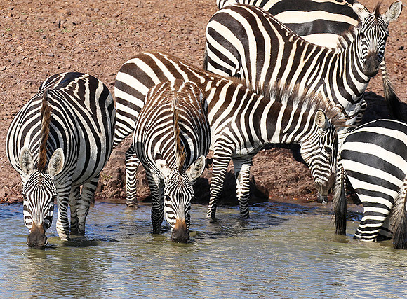 Serengeti - Grumeti Private Reserve