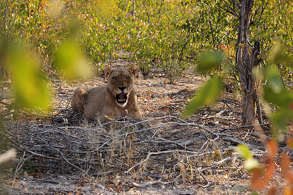 Ongava Private Reserve