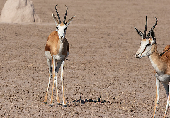 Nxai Pan