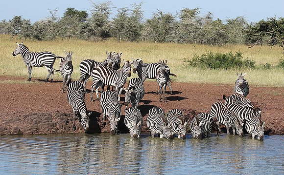 Serengeti - Grumeti Private Reserve