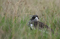 Black-bellied bustard - Borana