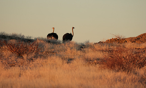 Damaraland