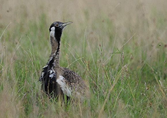 Black-bellied bustard - Borana