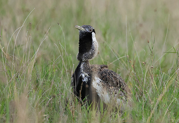 Black-bellied bustard - Borana