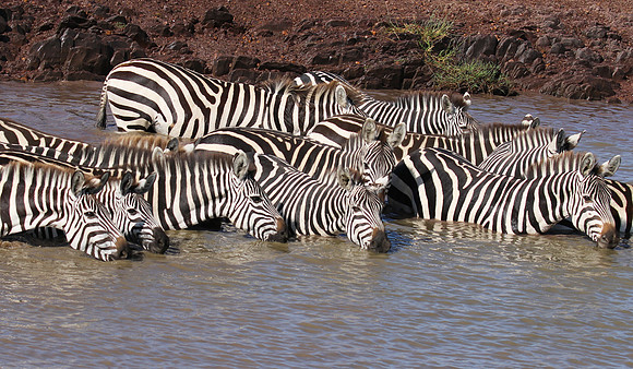 Serengeti - Grumeti Private Reserve