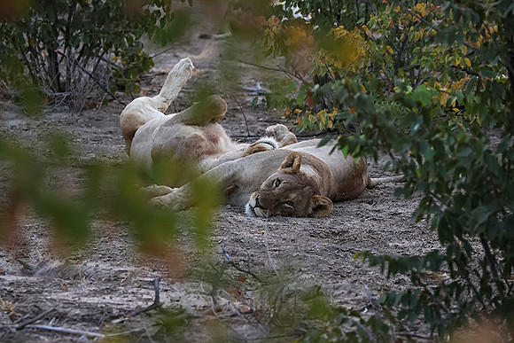 Ongava Private Reserve
