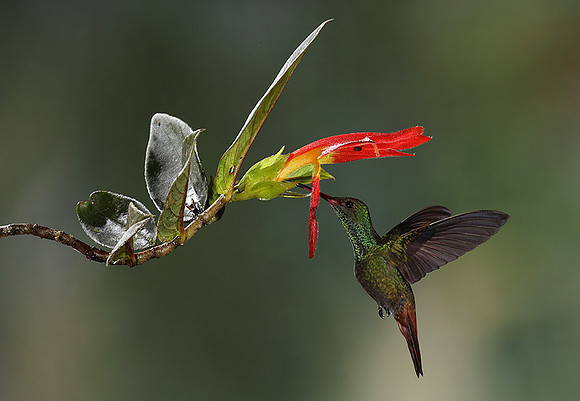 Rufus-tailed