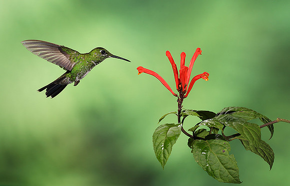 Green-crowned brilliant