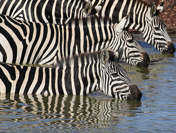 Serengeti - Grumeti Private Reserve