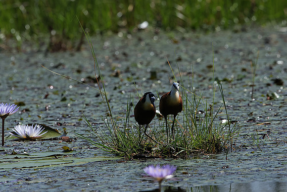 African jacana - Delta Of Okavango