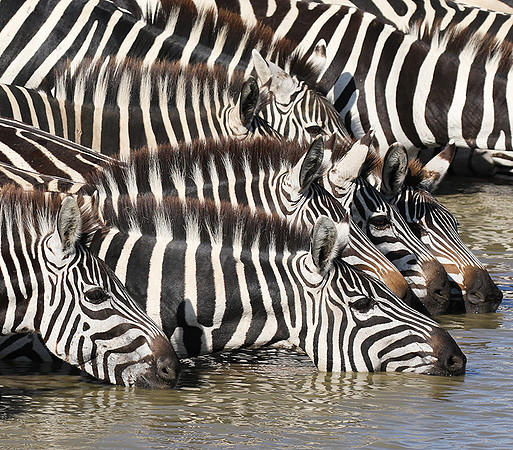 Serengeti - Grumeti Private Reserve
