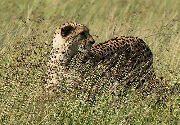 Serengeti - Grumeti Private Reserve