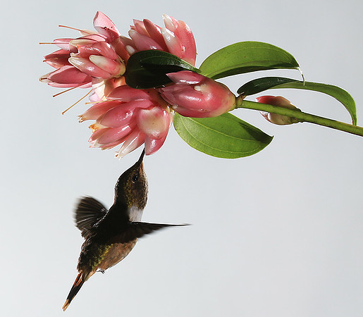 Volcano humming bird