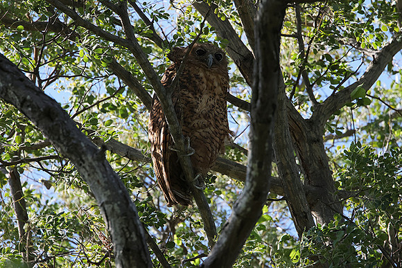 Pel's fishing owl - Delta of Okavango