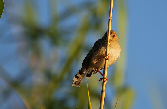 Golden-headed cisticola - Delta of Okavango