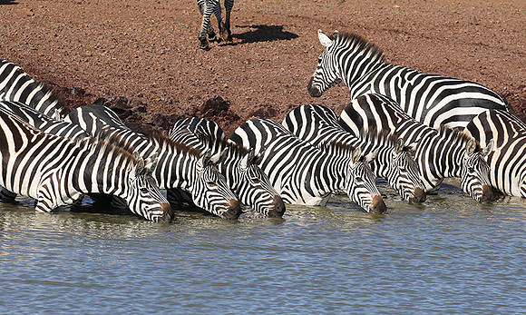 Serengeti - Grumeti Private Reserve