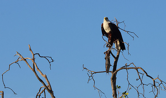 Delta of Okavango