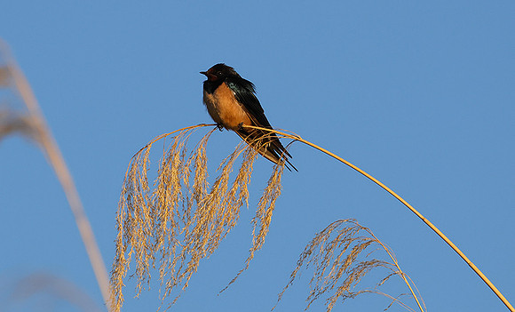 Barn swallow - Delta of Okavango