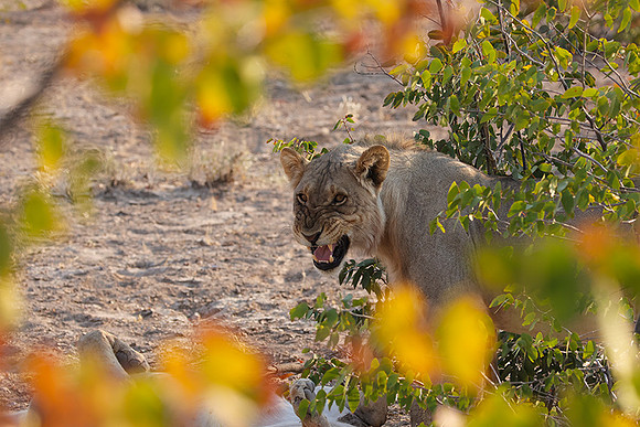 Ongava Private Reserve
