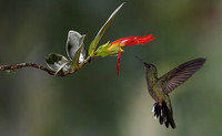 Humming birds