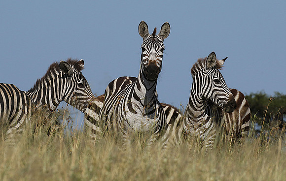 Serengeti - Grumeti Private Reserve