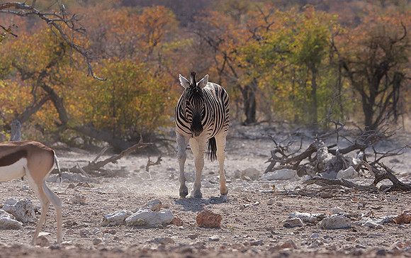 Burchell's zebra - Ongava Private Reserve