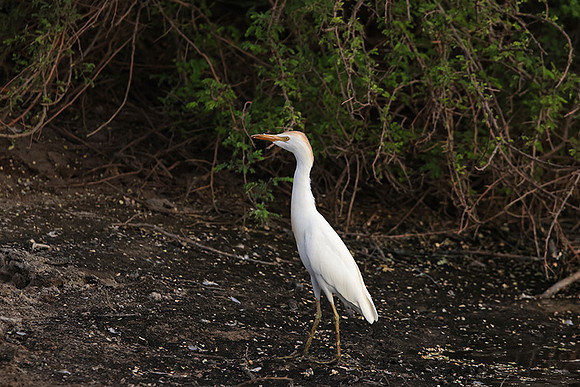 Cattle egret - Tau Pan