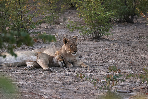 Ongava Private Reserve