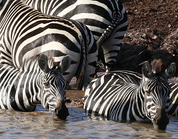 Serengeti - Grumeti Private Reserve