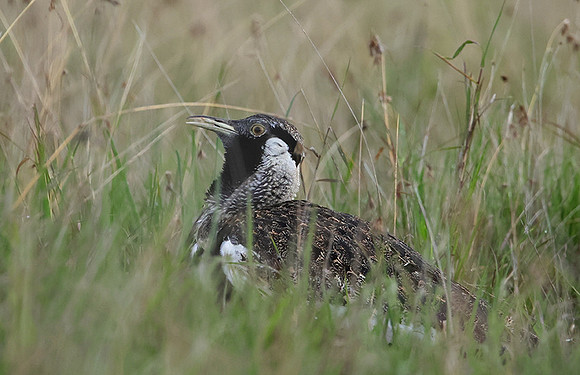 Black-bellied bustard - Borana