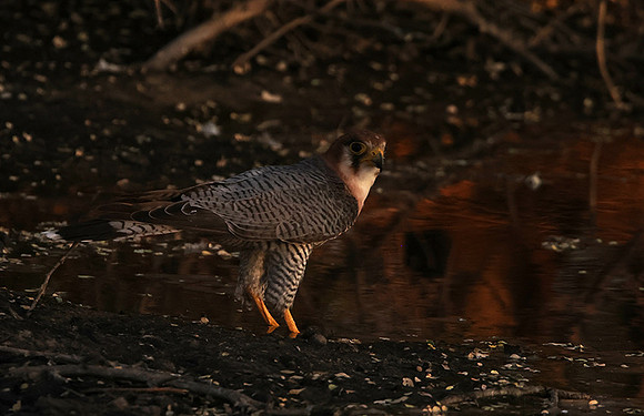 Red-necked falcon - Tau Pan