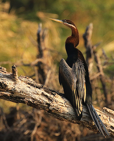 Darter - Malilangwe wildlife reserve