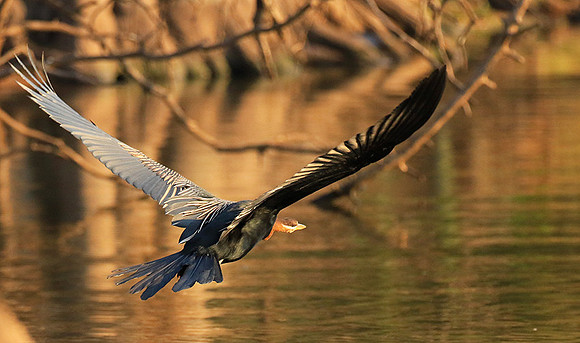 Darter - Malilangwe wildlife reserve