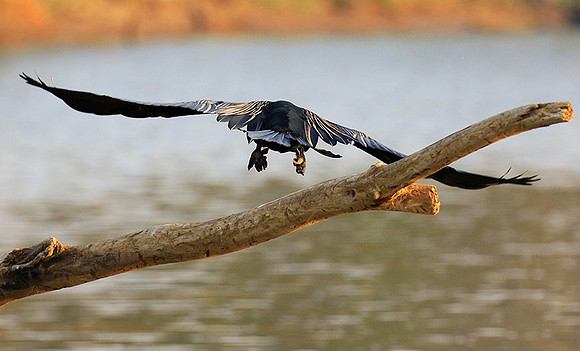 Darter - Malilangwe wildlife reserve