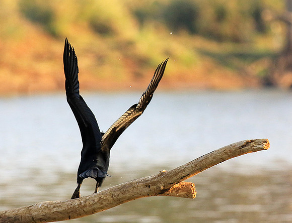 Darter - Malilangwe wildlife reserve