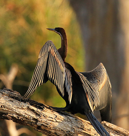 Darter - Malilangwe wildlife reserve