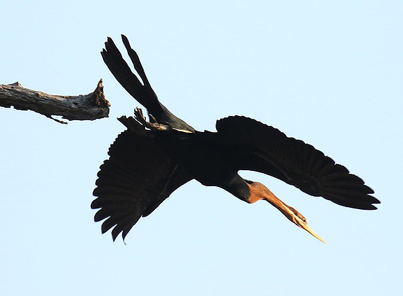 Darter - Malilangwe wildlife reserve