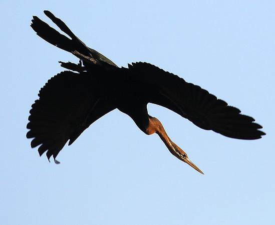Darter - Malilangwe wildlife reserve