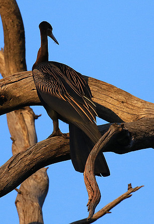 Darter - Malilangwe wildlife reserve