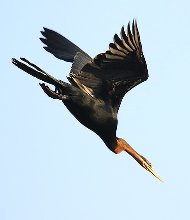 Darter - Malilangwe wildlife reserve