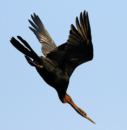 Darter - Malilangwe wildlife reserve